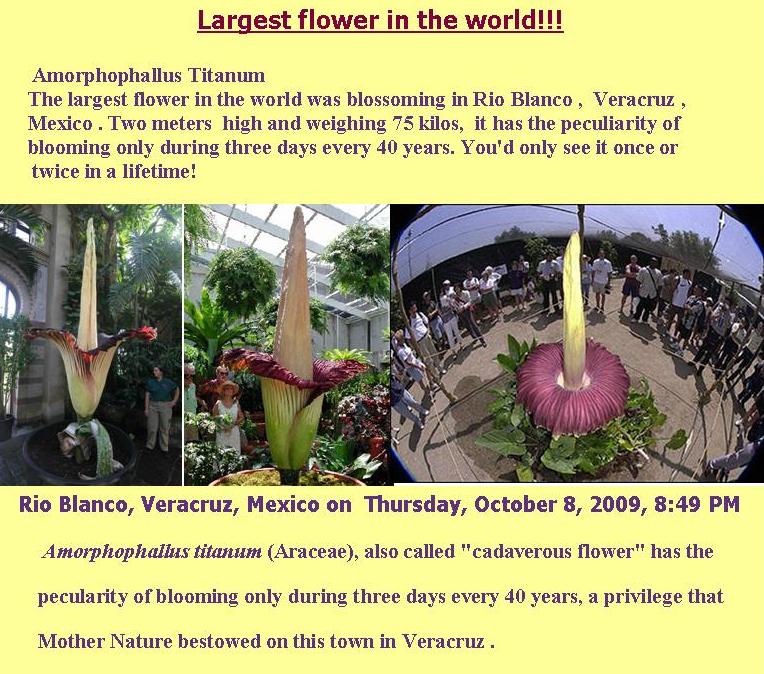Botany/Worldslargestflower.jpg